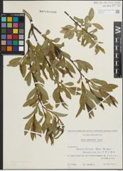 Foto von Salix pentandra L.